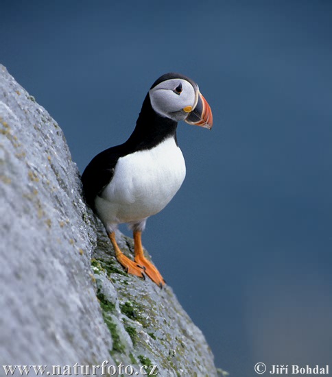 Mníšik bielobradý vysokozobý (Fratercula arctica)