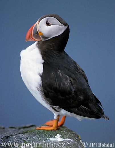 Mníšik bielobradý vysokozobý (Fratercula arctica)