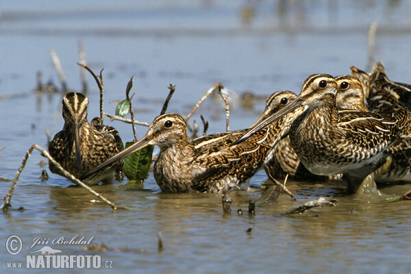 Močiarnica mekotavá (Gallinago gallinago)