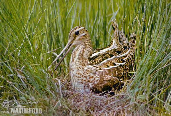 Močiarnica mekotavá (Gallinago gallinago)