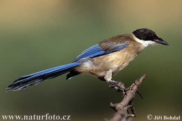 Modraňa (Cyanopica cyanus)