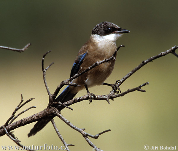 Modraňa (Cyanopica cyanus)