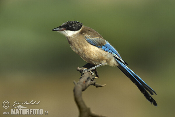 Modraňa (Cyanopica cyanus)