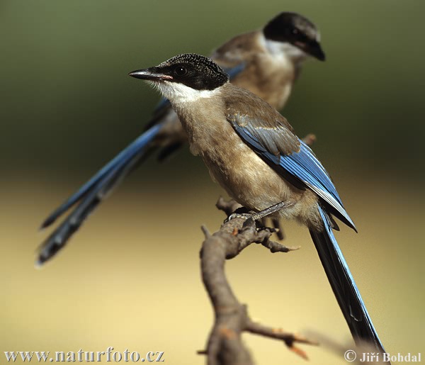 Modraňa (Cyanopica cyanus)