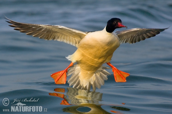 Morčák velký (Mergus merganser)