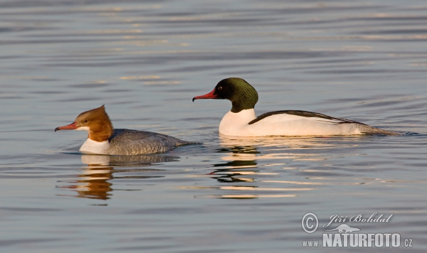 Morčák velký (Mergus merganser)