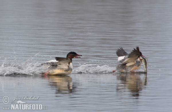 Morčák velký (Mergus merganser)