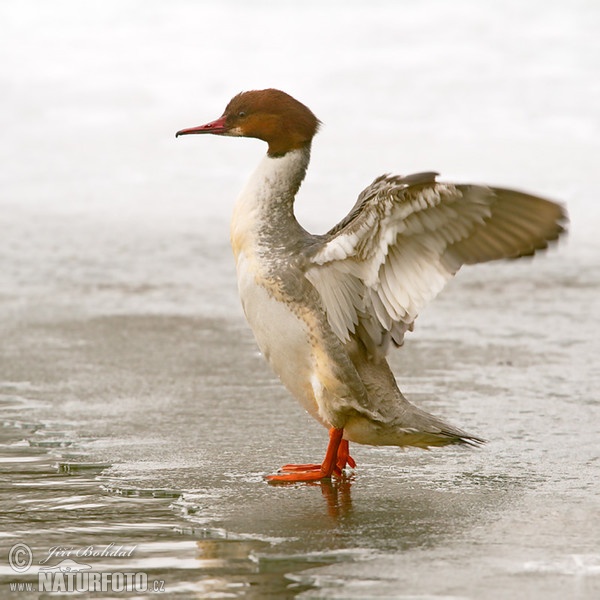 Morčák velký (Mergus merganser)