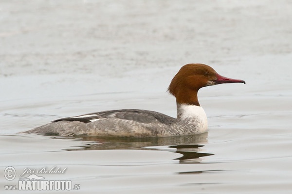 Morčák velký (Mergus merganser)