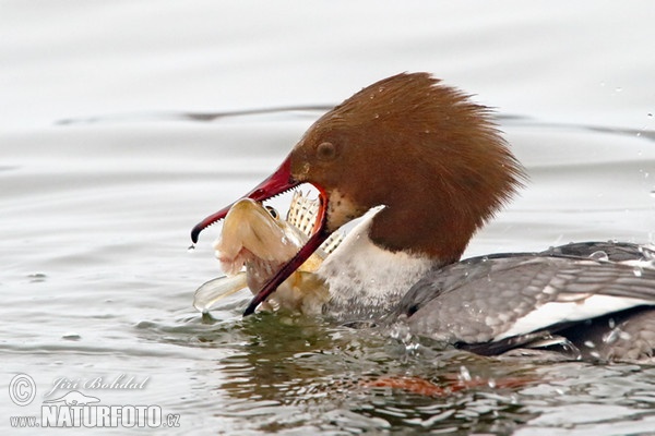 Morčák velký (Mergus merganser)