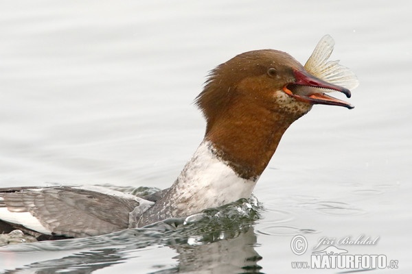 Morčák velký (Mergus merganser)