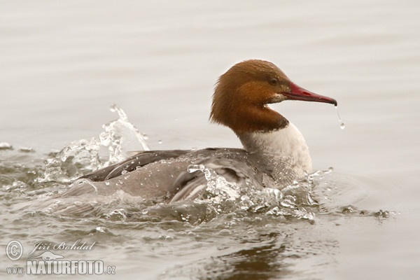 Morčák velký (Mergus merganser)