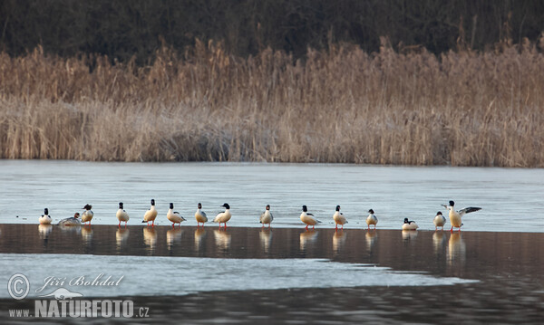 Morčák velký (Mergus merganser)