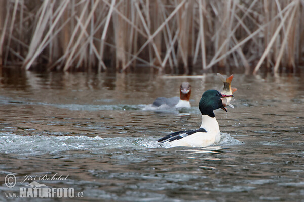 Morčák velký (Mergus merganser)