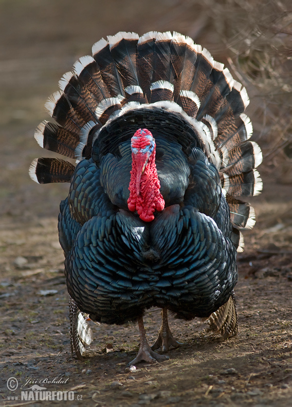 Morka domáca (Meleagris gallopavo f. domestica)