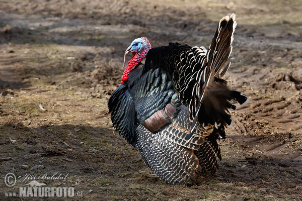 Morka domáca (Meleagris gallopavo f. domestica)