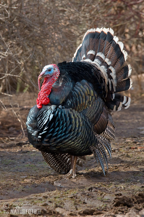 Morka domáca (Meleagris gallopavo f. domestica)