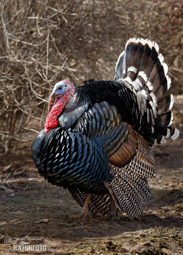 Morka domáca (Meleagris gallopavo f. domestica)