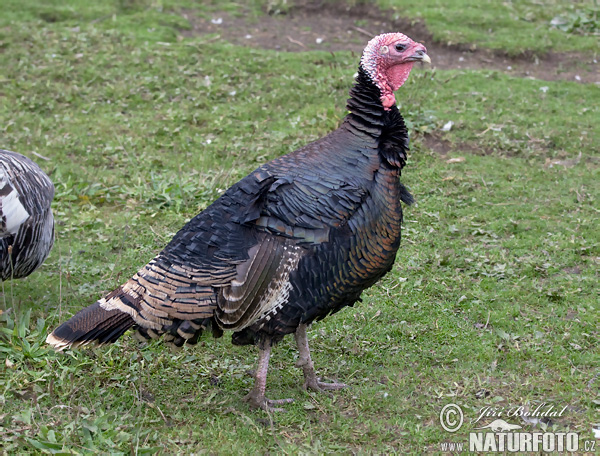 Morka domáca (Meleagris gallopavo f. domestica)