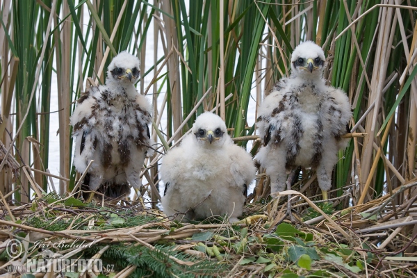 Moták pochop (Circus aeruginosus)