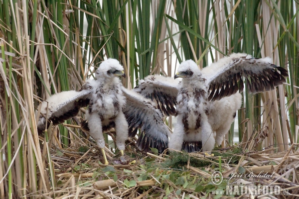 Moták pochop (Circus aeruginosus)