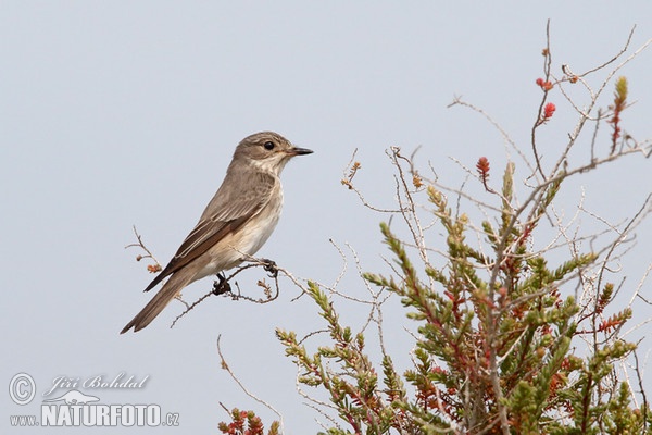 Muchár sivý (Muscicapa striata)