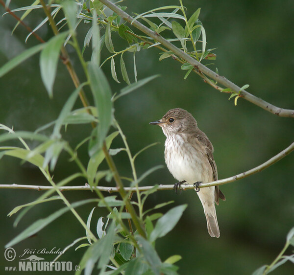 Muchár sivý (Muscicapa striata)