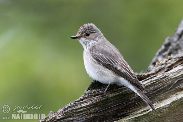 Muchár sivý (Muscicapa striata)