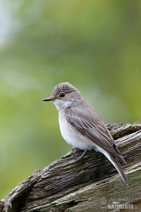 Muchár sivý (Muscicapa striata)