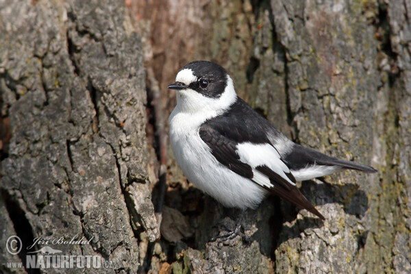 Muchárik biekokrký (Ficedula albicollis)