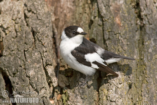 Muchárik biekokrký (Ficedula albicollis)