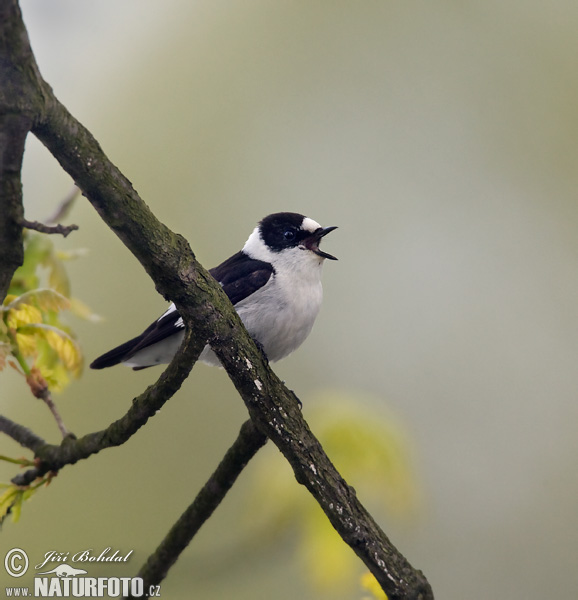 Muchárik biekokrký (Ficedula albicollis)