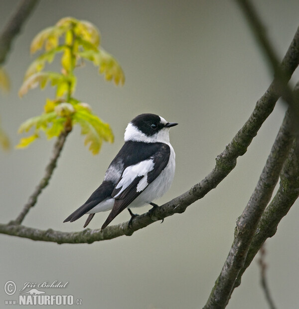 Muchárik biekokrký (Ficedula albicollis)