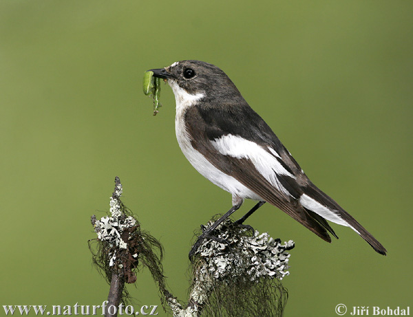 Muchárik čiernohlavý (Ficedula hypoleuca)