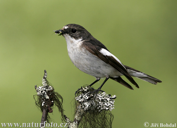 Muchárik čiernohlavý (Ficedula hypoleuca)