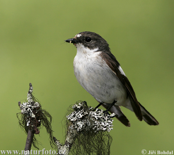 Muchárik čiernohlavý (Ficedula hypoleuca)