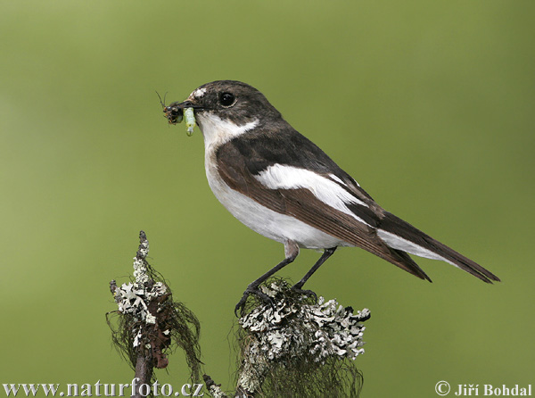 Muchárik čiernohlavý (Ficedula hypoleuca)