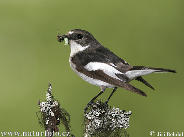 Muchárik čiernohlavý (Ficedula hypoleuca)