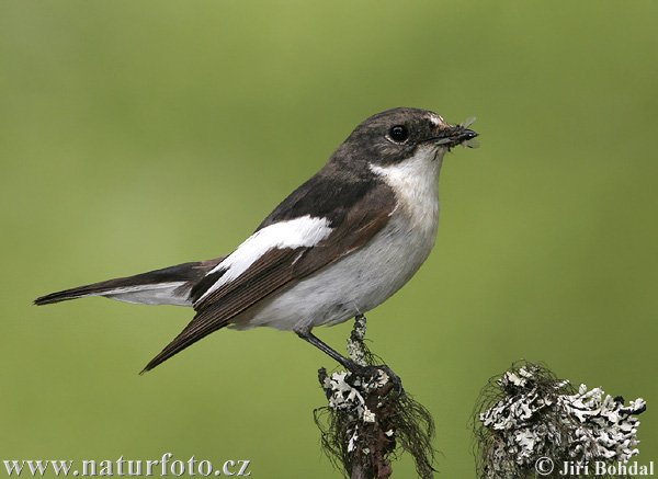 Muchárik čiernohlavý (Ficedula hypoleuca)