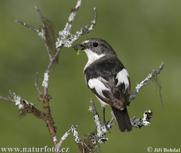 Muchárik čiernohlavý (Ficedula hypoleuca)