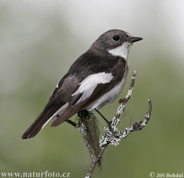 Muchárik čiernohlavý (Ficedula hypoleuca)