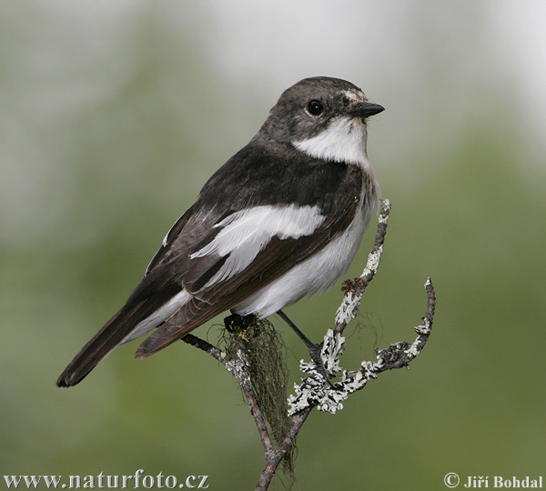 Muchárik čiernohlavý (Ficedula hypoleuca)