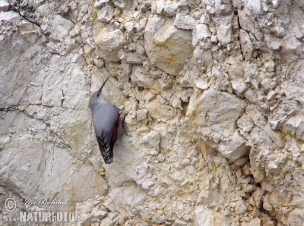 Murárik červenokrídlý (Tichodroma muraria)