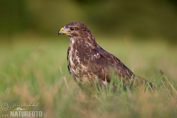 Myšiak lesný (Buteo buteo)