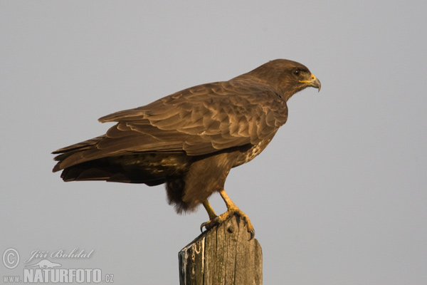 Myšiak lesný (Buteo buteo)