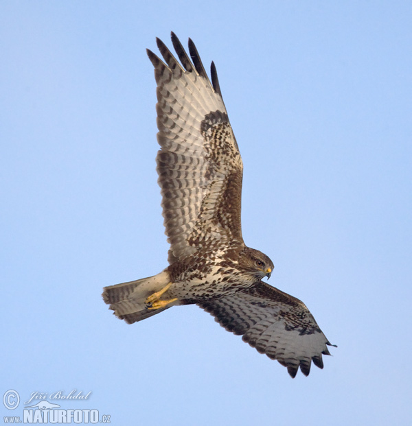 Myšiak lesný (Buteo buteo)