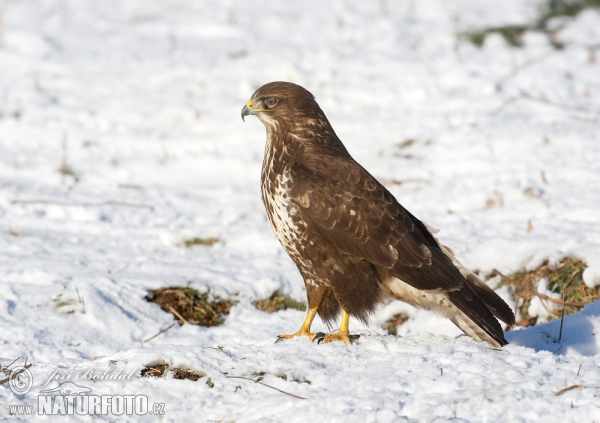 Myšiak lesný (Buteo buteo)