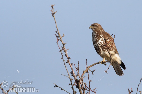 Myšiak lesný (Buteo buteo)