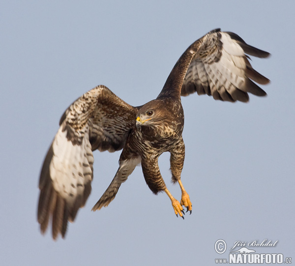 Myšiak lesný (Buteo buteo)