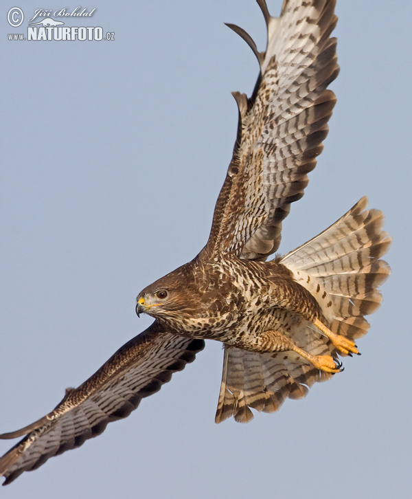 Myšiak lesný (Buteo buteo)